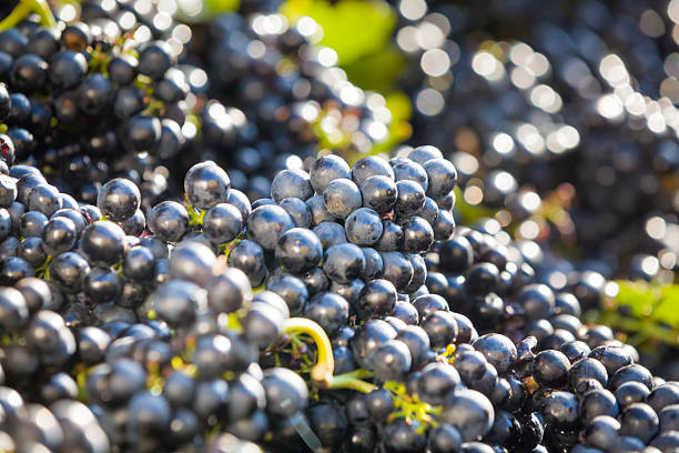 Heaps of vine grapes ready to be processed stock photo