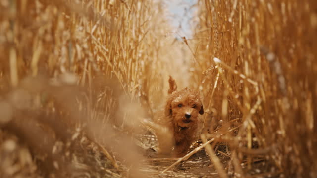 SLO MO Cute Toy Poodle Playfully Explores Golden Grass and Twigs