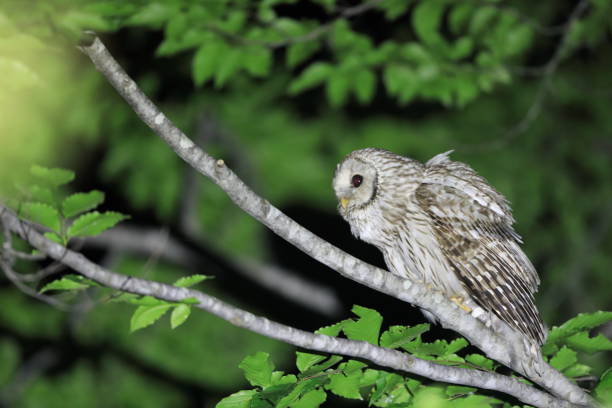 istock Ural Owl in Japan 1518126649