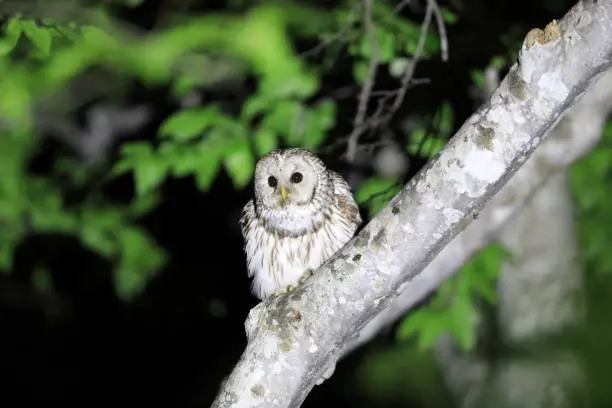 Photo of Ural Owl in Japan