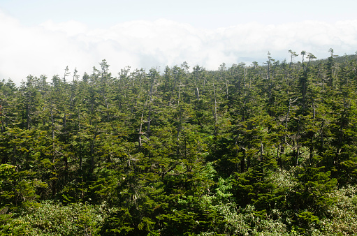 View of forest of Abies mariesii from summit of Mt. Hachimantai