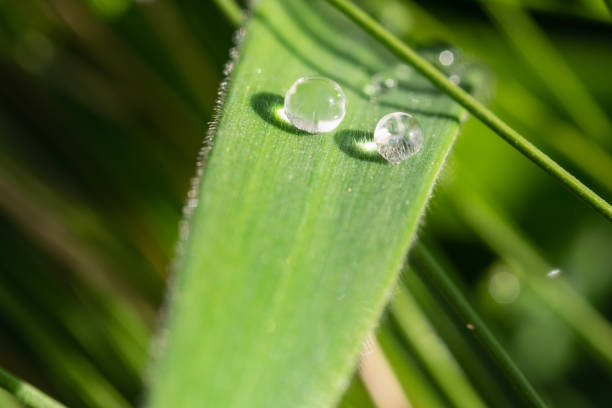 istock Drops on leaves. Cool scenery after the rain. 1518176703
