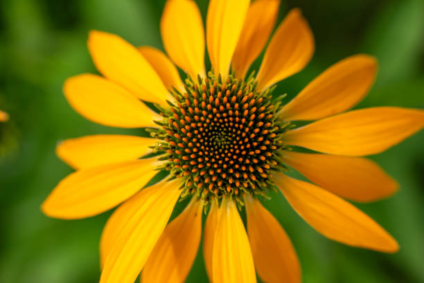 Golden petals surround a dark brown center in Black-eyed Susan (Rudbeckia hirta), a hardy daisy-like perennial.