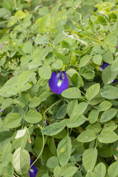 istock butterfly pea in nature 1518189102