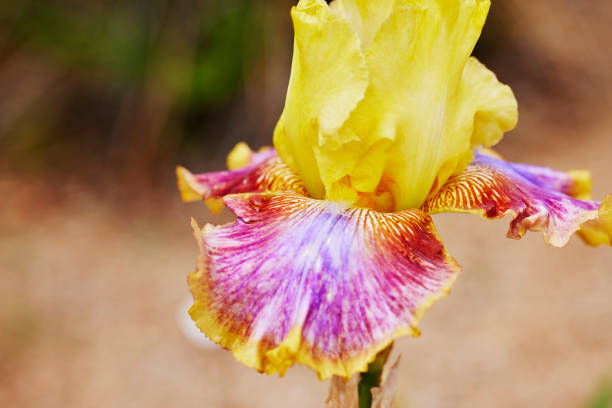 Close up of a Tall Purple and Yellow Iris Flower with Shallow depth of Field