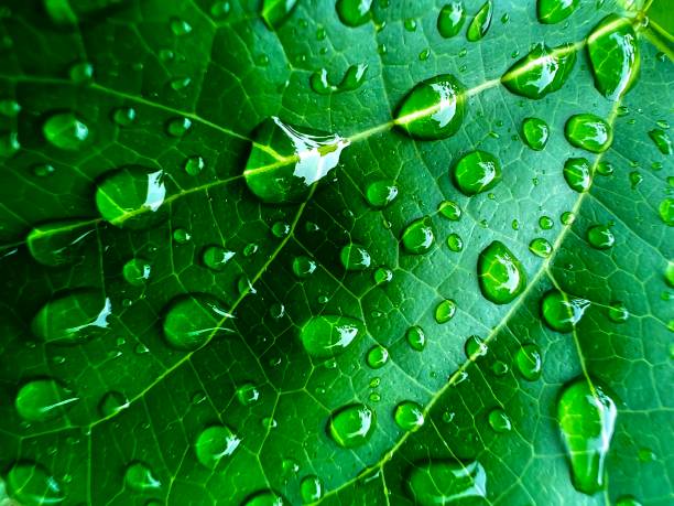 istock Close up of green leaf with water droplets 1518208301