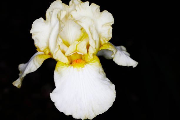 Close up of a Tall Iris Flower called May Debut isolated on Black
