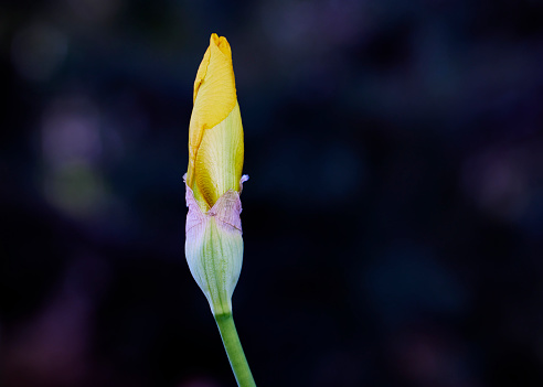 Close up of a Yellow Iris Flower Bud with Shallow depth of Field