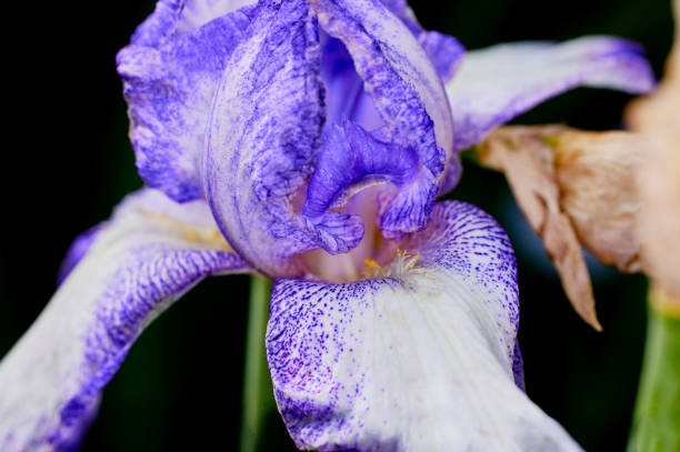 Close up of a White and Purple Iris Flower with Shallow depth of Field