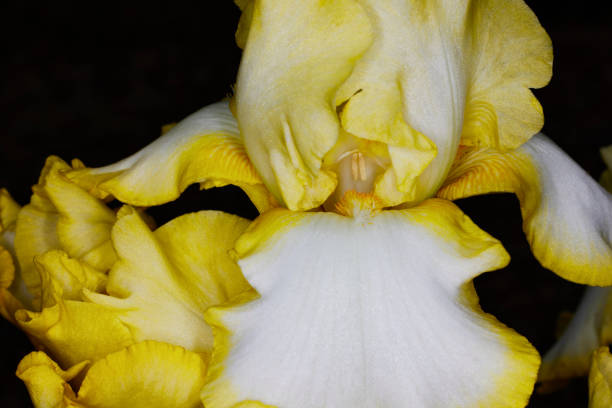 Close up of a Tall Iris Flower called May Debut isolated on Black