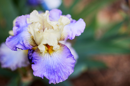 Close up of a Royal Slippers Purple Mulberry Iris flower with Shallow depth of Field