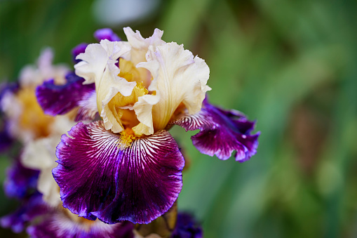 Blue Iris flower in a garden.
