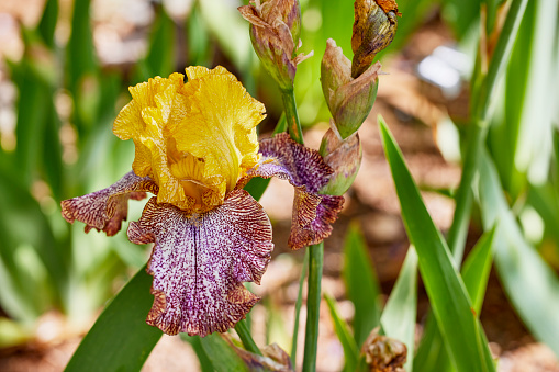 Close up of a Purple and Yellow Iris Flower with Shallow depth of Field