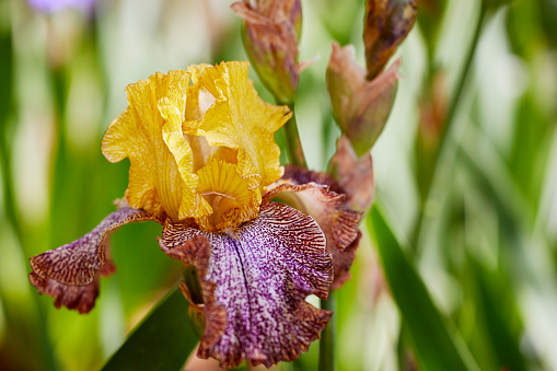 Close up of a Purple and Yellow Iris Flower with Shallow depth of Field