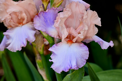Close up of a Pink and Purple Iris Flower with Shallow depth of Field