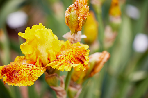 Close up of a Calizona Gold Iris Flower and Buds with Shallow depth of Field