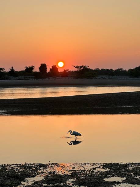 istock Crane in the sunset 1518258888