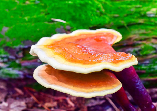 Ganoderma lucidum nature close up blurred background