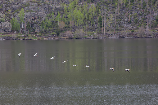 Water birds. Storks flying over and landing in a mountain lake.