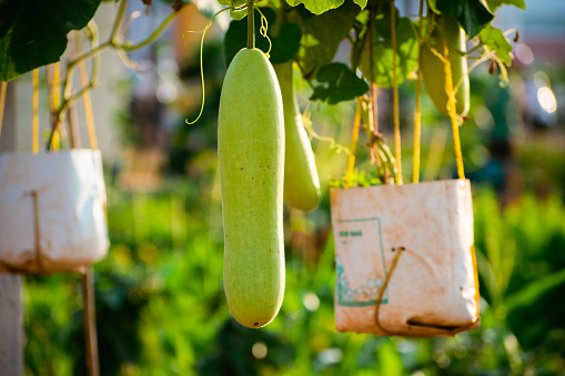 Bottle gourd hanging in its plant. bottle gourd or calabash growing concept.
