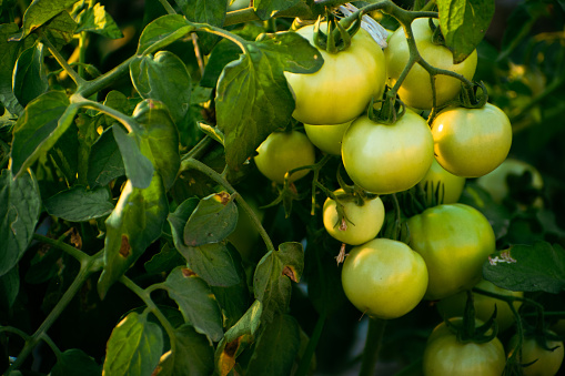 Fresh unripen green tomatoes on branch with leaves and sunlight, tomato farming concept.