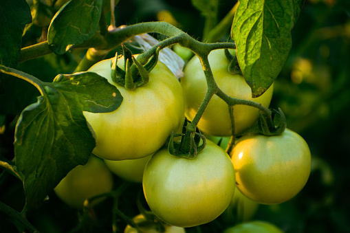 Fresh unripen green tomatoes on branch with leaves and sunlight, tomato farming concept.