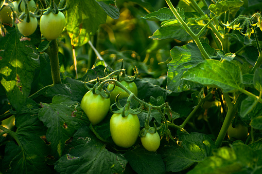 Fresh unripen green tomatoes on branch with leaves and sunlight, tomato farming concept.