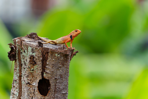 asia chameleon on a tree