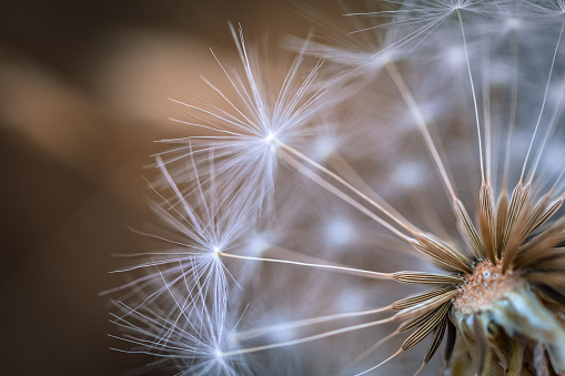 Extreme close-up of a dandelion.
