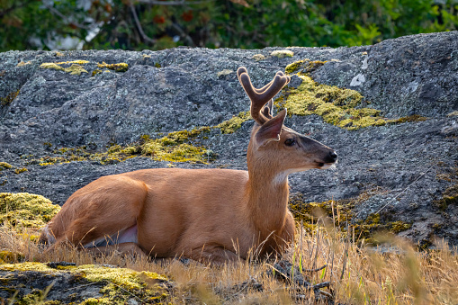 Male deer resting in the grass with the late day sun shining on him.