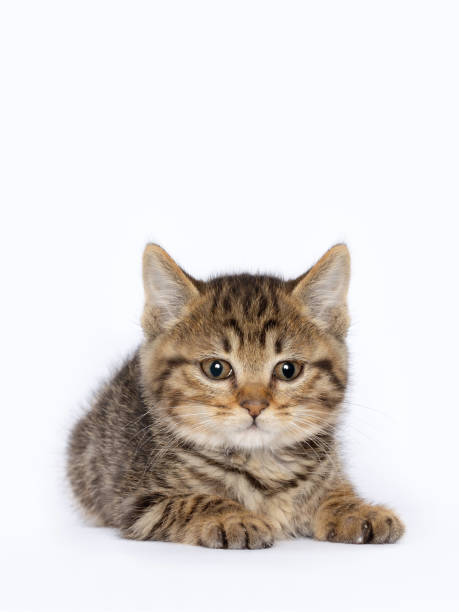 istock A baby tabby cat, cub, close-up image, clean indoor background 1518350848