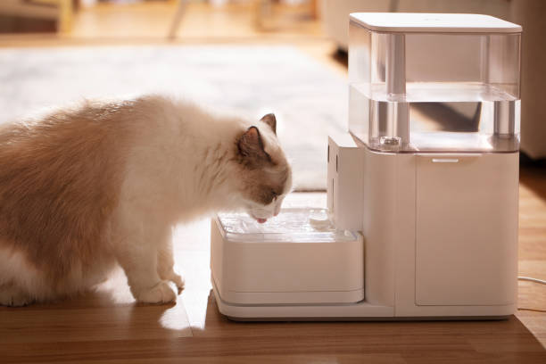 Pet cat is using pet water dispenser, image of drinking water, closeup, indoor shot, sofa and wooden floor Pet cat is using pet water dispenser, image of drinking water, closeup, indoor shot, sofa and wooden floor whites only drinking fountain stock pictures, royalty-free photos & images