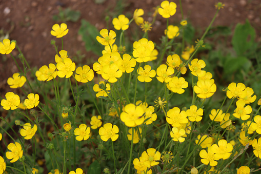 Flower Meadow with Hypericum perforatum