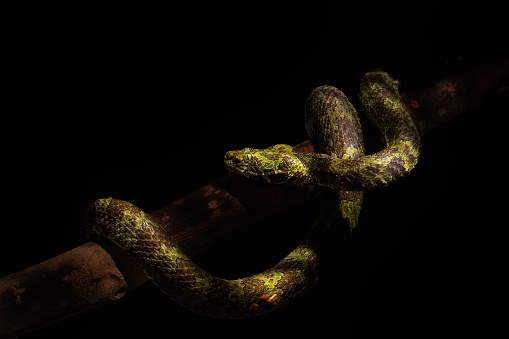 The Mangshan pit viper or Mang Mountain pit viper (Protobothrops mangshanensis),body wrapped around branches,Black background, dark studio close-up lights.