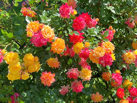 Roses climbing bush flower pink yellow red orange colorful on the garden fence.