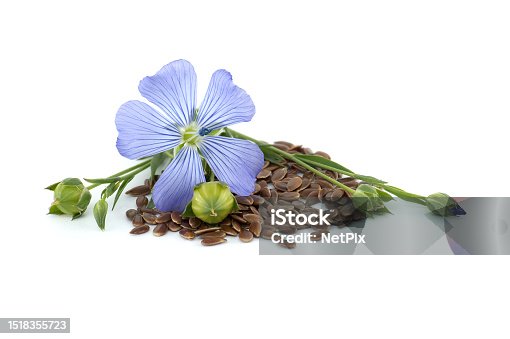istock Blue common flax flower and seeds over white 1518355723
