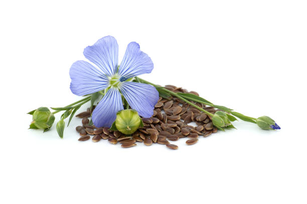 Blue common flax flower and seeds over white stock photo