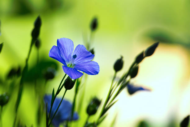 istock Vibrant blue flax flower in close up 1518355725