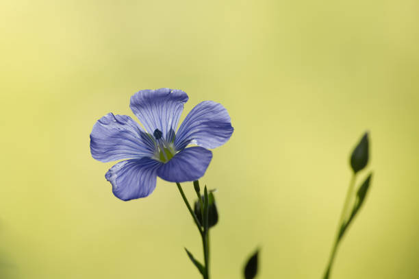 istock Flax (linseed) flower over blurred background 1518355737