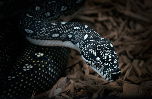 Black Diamond Python A Breed That Lives In Southeastern Australia On A ...