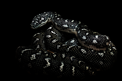 Black Diamond Python(Morelia spilota spilota), a breed that lives in southeastern Australia, on a black background, studio close-up lighting.