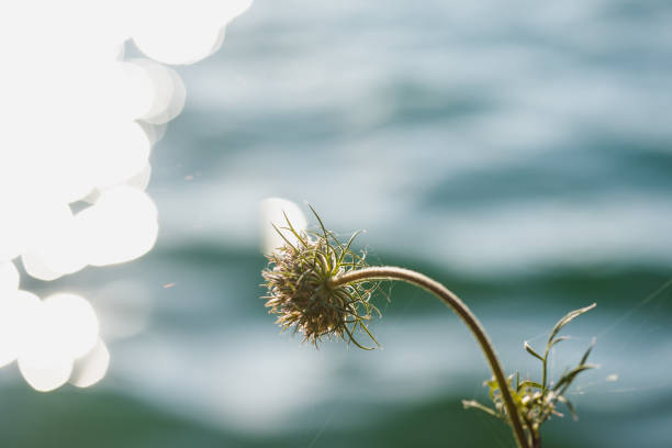 wildflower near the lake, photo taken at Averno lake at sunset, Italy