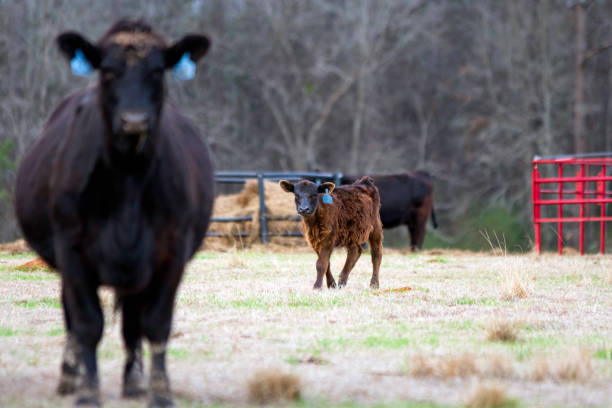 istock Winter calf in Alabama 1518393279