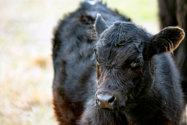 Close up of a single Angus calf with negative space to the left.