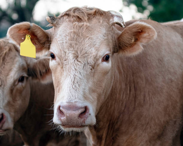 istock Beef Cow with scurs 1518396467