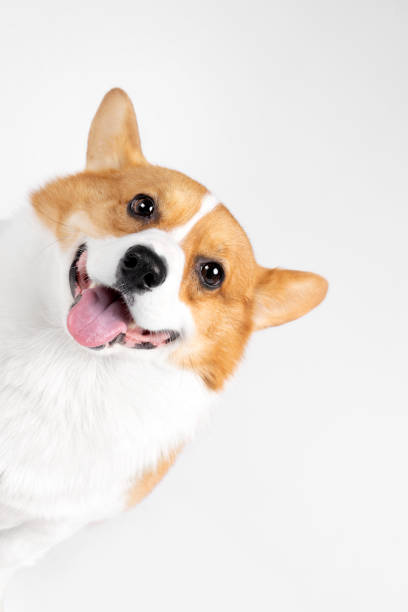 istock A smiling corgi dog, happy, closeup, clean background 1518404733