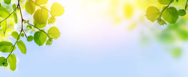istock Vibrant green foliage against a sunny blue sky 1518407358