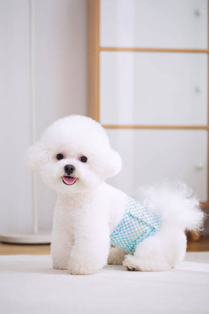 A white teddy dog in a diaper, pet diapers.