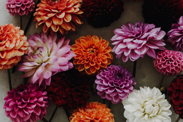 istock Dahlia flowers close up on white background. 1518429390
