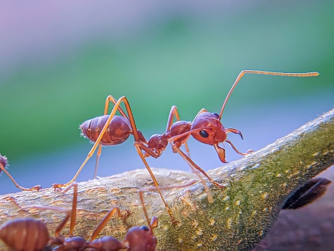 A fierce weaver ant.